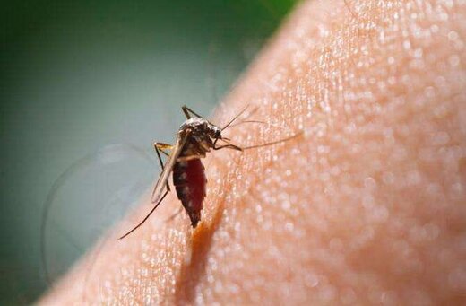 خطر ورود مالاریا به کشور از مرزهای شرقی