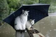 ببینید | قابی از فداکاری یک مرد زیر باران برای یک گربه!