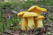 تصاویر | زرد کیجا، خوشمزه ترین قارچ وحشی دنیا با طعم گوشت!