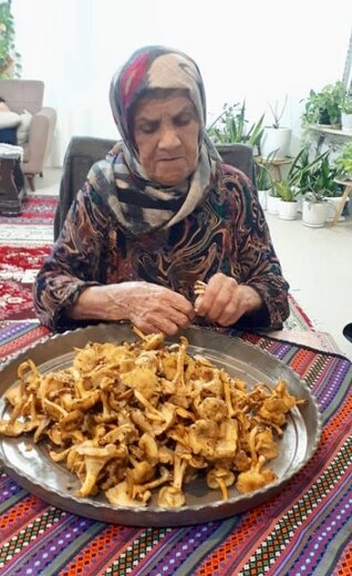 تصاویر | زرد کیجا، قارچ وحشی با طعم گوشت