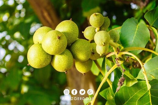 آیا میدانید نهال های گردویی که میتوانید در شهرهای زنجان، کرمان همدان بکارید، کدامها هستند؟