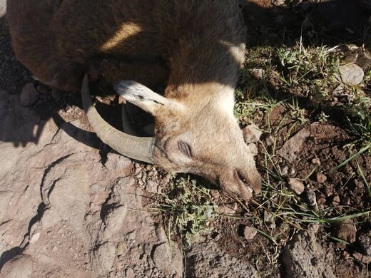 قتل عام حیوانات وحشی چالوس با طاعون نشخوارکنندگان