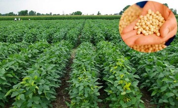 مراکز خرید تضمینی سویا در مازندران فعال می شود