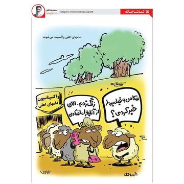 ببینید واکسیناسیون گوسفندها هم کلید خورد!