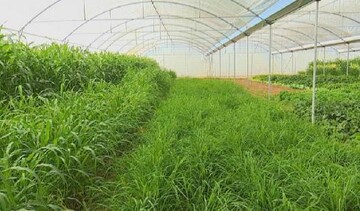 تولید علوفه گلخانه‌ای در یزد برای اولین بار در کشور
