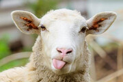 ببینید | ویدیویی پربازدید از باهوش‌ترین گوسفند جهان؛ رئیس‌بازی جالب!