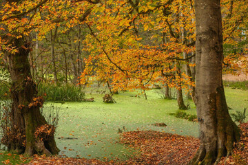 تصاویر | بهشتی تماشایی در نزدیکی تهران؛ مرداب دیوک