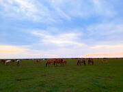 ببینید | تصاویری دیدنی از اسب‌های وحشی در پارک ملی بوجاق