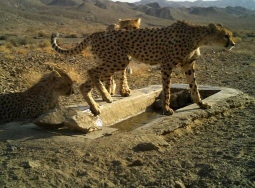 ببینید | جدیدترین تصاویر از یوزپلنگ مادر و توله‌هایش در پارک ملی توران
