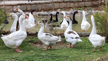 زنگ خطر شیوع آنفلوآنزای پرندگان در مازندران نواخته شد