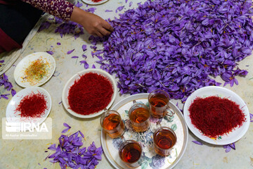 برداشت زعفران در استان گلستان