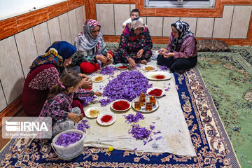 برداشت زعفران در استان گلستان