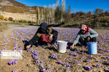 برداشت زعفران در استان گلستان