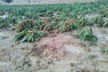 خسارات پدیده‌ «تغییر اقلیم» به کشاورزی استان یزد در بهار ۱۴۰۰
