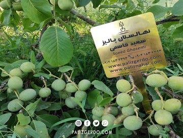 هنگام خرید نهال گردو؛ نکات زیر را هرگز فراموش نکنید

