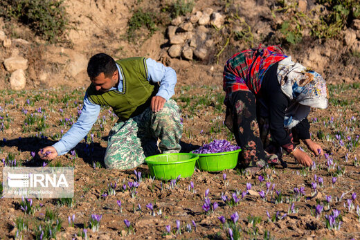 برداشت زعفران در استان گلستان