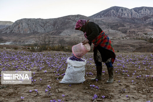 برداشت زعفران در استان گلستان