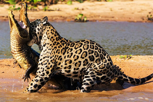 ببینید | شکار حرفه‌ای یک تمساح توسط جگوار قدرتمند 