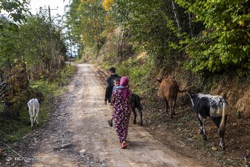 زیبایی خیره کننده روستای شاه می‌لرزان استان گیلان