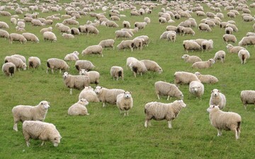 استفاده از سایت دام کالا جهت خرید گوسفند زنده