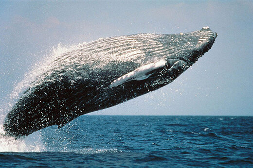 ببینید | هجوم کوسه‌ها و تمساح‌های گرسنه به لاشه یک نهنگ مرده در ساحل 