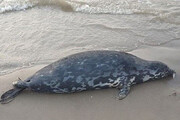 عکس | پیدا شدن لاشه فک خزری در ساحل فریدون‌کنار