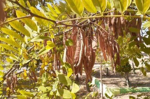۱۵۰ میلیون ریال اعتبار برای جمع‌آوری بذر نهال در شهرستان شاهرود