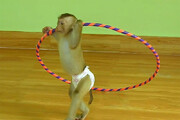 ببینید | هنرنمایی جذاب و تماشایی یک میمون با هولاهوپ