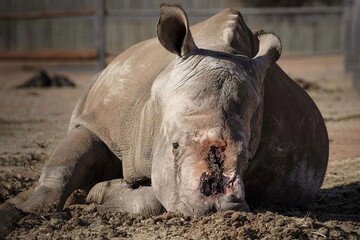 تصاویر | گریه دلخراش و تلخ کرگدنی که شاخش را بریده‌اند!