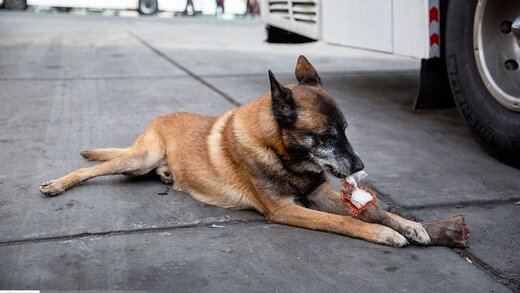 ببینید | رونمایی سگ محبوب پلیس با مهارت ویژه در کشف مواد مخدر در گمرک بازرگان!