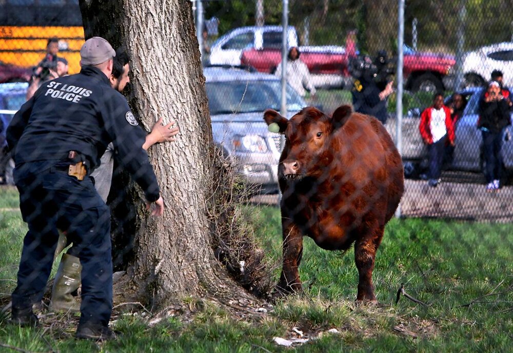 ببینید | لحظات دلهره‌آور از تعقیب یک گاو فراری در خیابان‌های آمریکا
