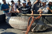 تصاویر | صید فیل ماهی 150 کیلویی توسط صیادان مازندرانی