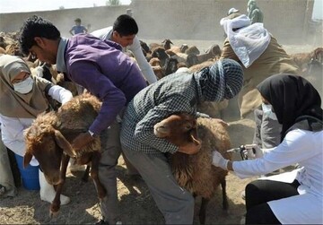 واکسیناسیون بیش از یک میلیون و ۳۶۰ هزار دام استان یزد