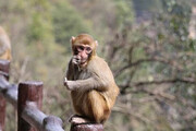 ببینید | هجوم میمون‌ها به بخش مسکونی توکیو