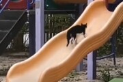 ببینید | سرسره‌بازی خنده‌دار و تماشایی یک گربه در پارک بچه‌ها