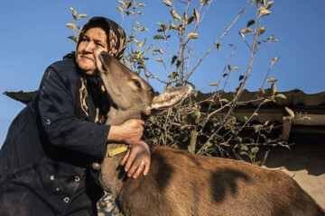 تصاویر | ماجرای مرال زخمی و پیرزن مهربان