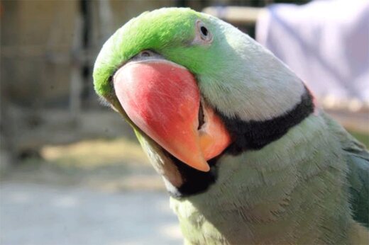 ببینید | بازی یک طوطی بازیگوش با دوربین ترافیکی در برزیل!