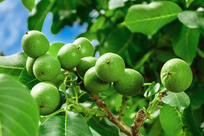 رازهای پربار گردو درختان گردو چیست؟ - خبرآنلاین