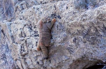 عکس | تصویری زیبا از گونه کمیاب گربه پالاس در ایران