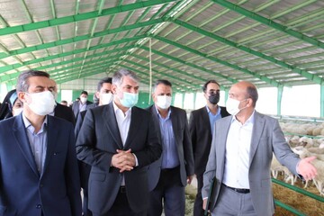 پروژه تولید گوسفند داشتی پربازده با حضور وزیر جهاد کشاورزی در سرخه افتتاح شد