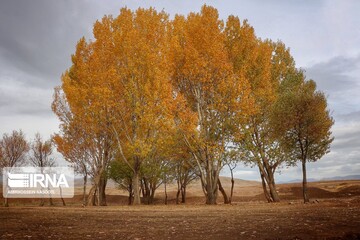 خزان در زنجان