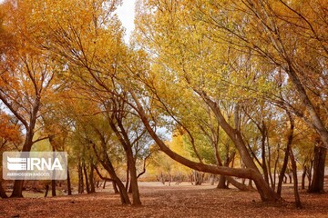 خزان در زنجان