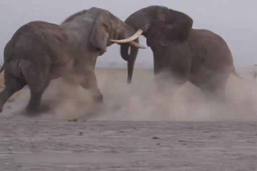 ببینید | لحظه درگیری و نزاع بین دو فیل نر و غول‌پیکر برای تعیین قلمرو!