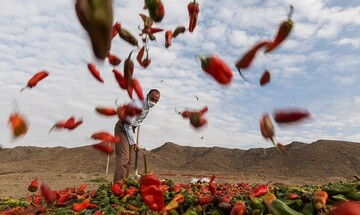 تصاویری زیبا از سرزمین فلفل