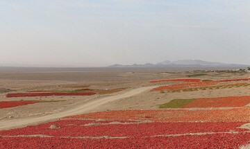 تصاویری زیبا از سرزمین فلفل