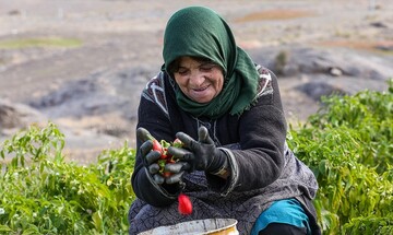 تصاویری زیبا از سرزمین فلفل