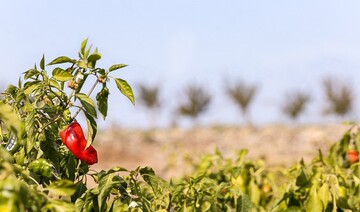 تصاویری زیبا از سرزمین فلفل