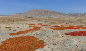 تصاویری زیبا از سرزمین فلفل