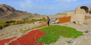 تصاویری زیبا از سرزمین فلفل