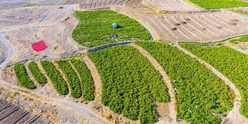 تصاویری زیبا از سرزمین فلفل